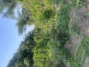 70 Acres of Land for Sale at Km13 Off Iseyin/Ibadan