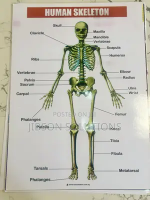 Classroom Chart