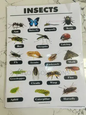 Classroom Chart