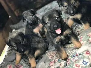 1-3 months Male Purebred German Shepherd