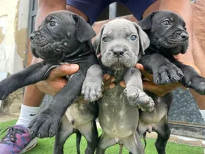 1-3 months Female Purebred Cane Corso
