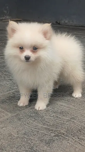 1-3 months Male Purebred Pomeranian