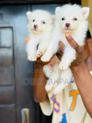 1-3 months Male Purebred American Eskimo