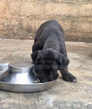 1-3 months Male Purebred Cane Corso