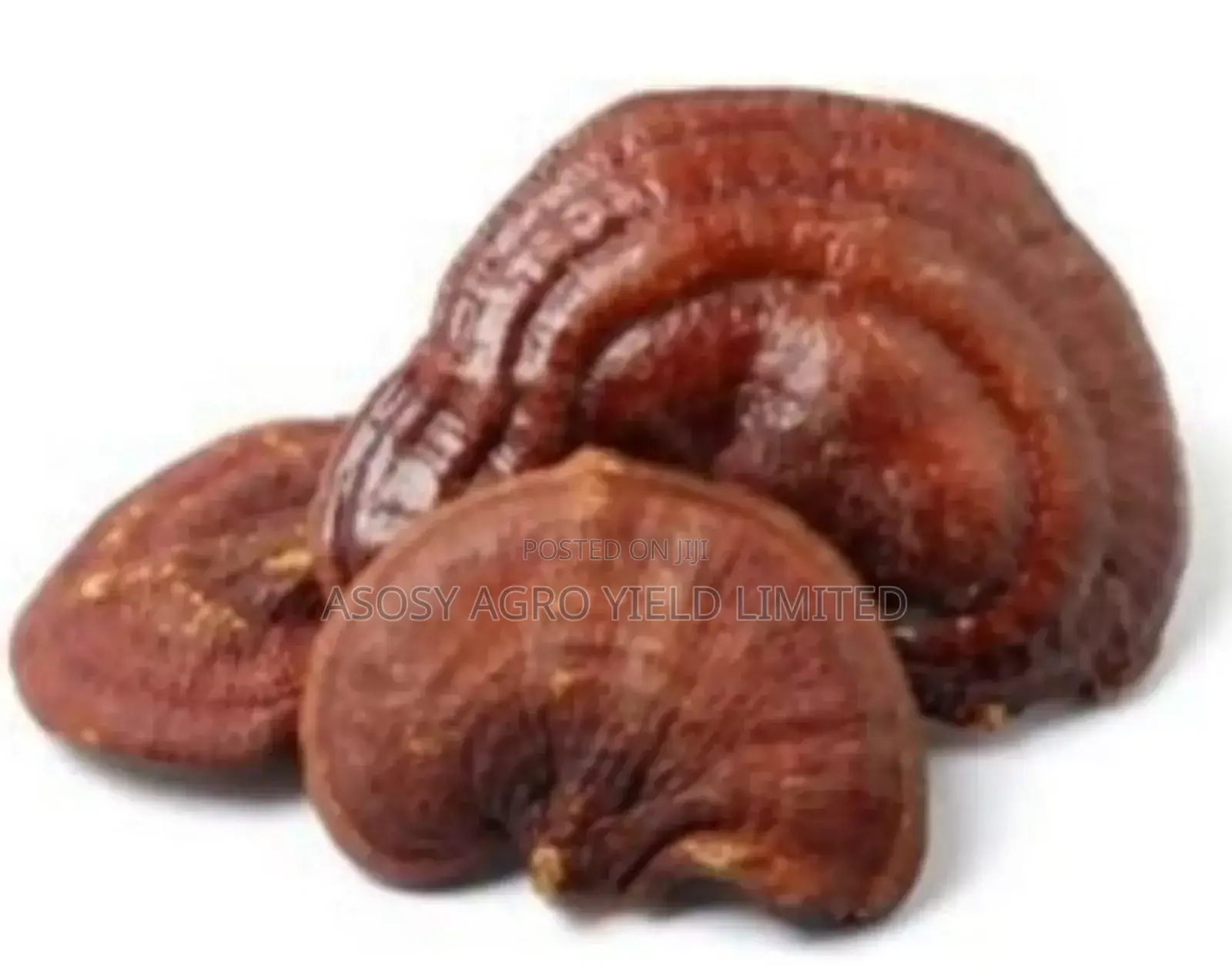 Reishi Mushrooms {Ganoderma}