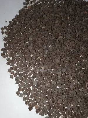 Hibiscus Flower Seeds