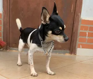 Photo - 1+ year Male Purebred Chihuahua