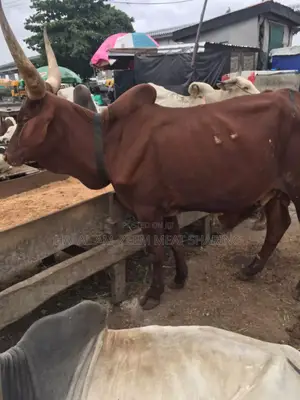 Photo - Halal Am_zeem Meat Sharing
