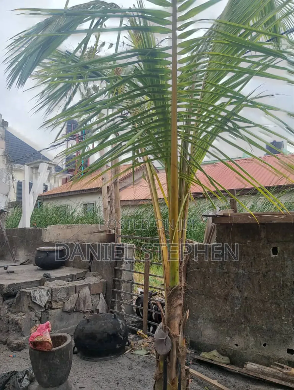 Hybrid Coconut for Sell