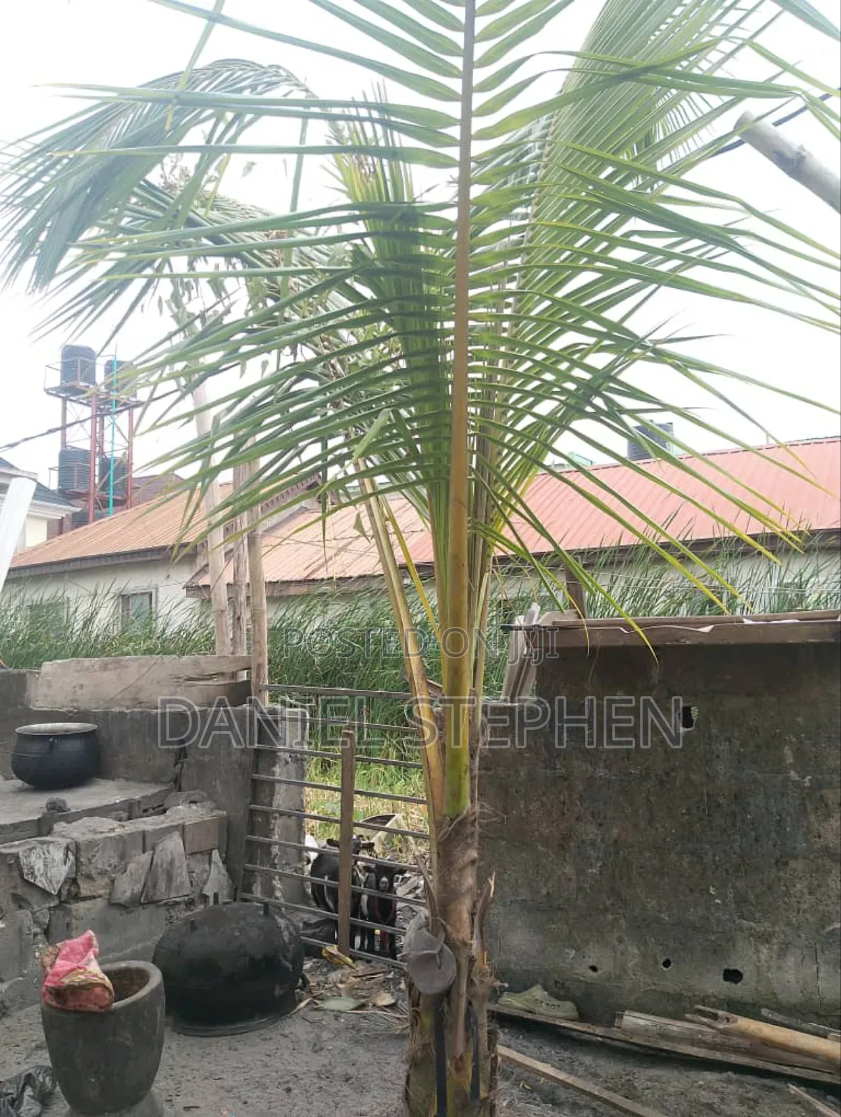 Hybrid Coconut for Sell
