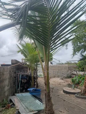 Hybrid Coconut for Sell