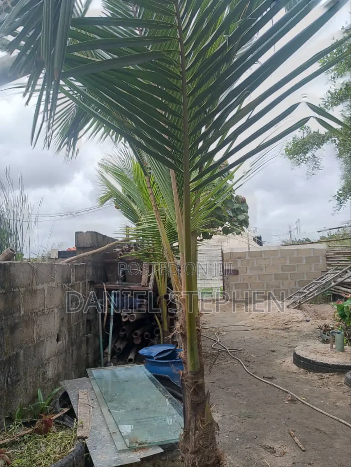 Hybrid Coconut for Sell