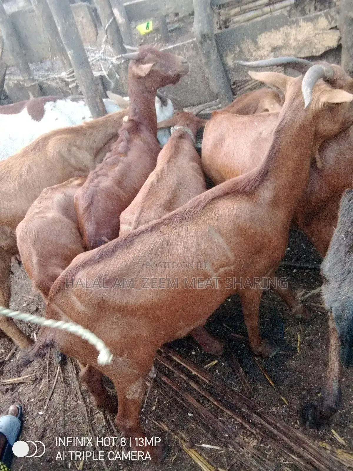 Goat Meat Sharing