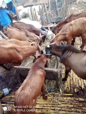 Goat Meat Sharing