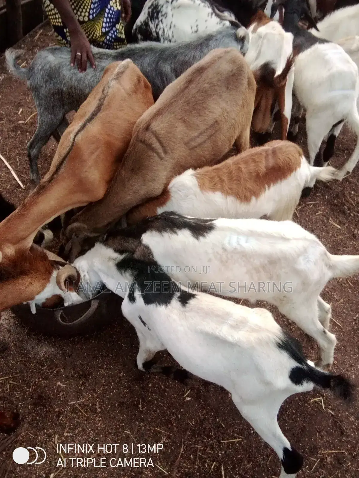 Goat Meat Sharing