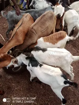 Goat Meat Sharing