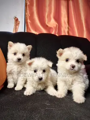 1-3 months Male Purebred American Eskimo