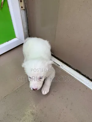 1-3 months Female Purebred American Eskimo
