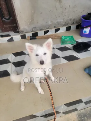 3-6 months Male Purebred American Eskimo