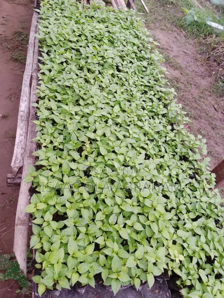 Super Habanero Pepper Seedlings