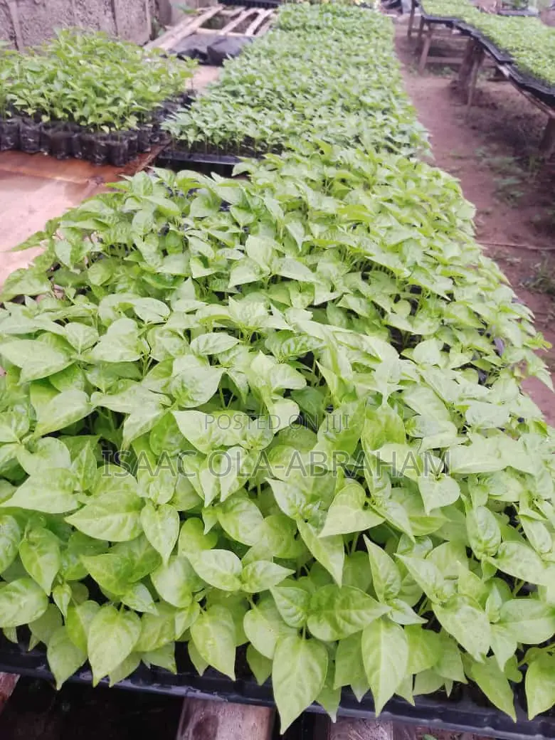 Super Habanero Pepper Seedlings