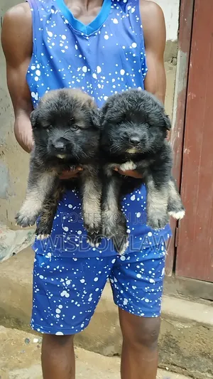 1-3 months Male Purebred Caucasian Shepherd