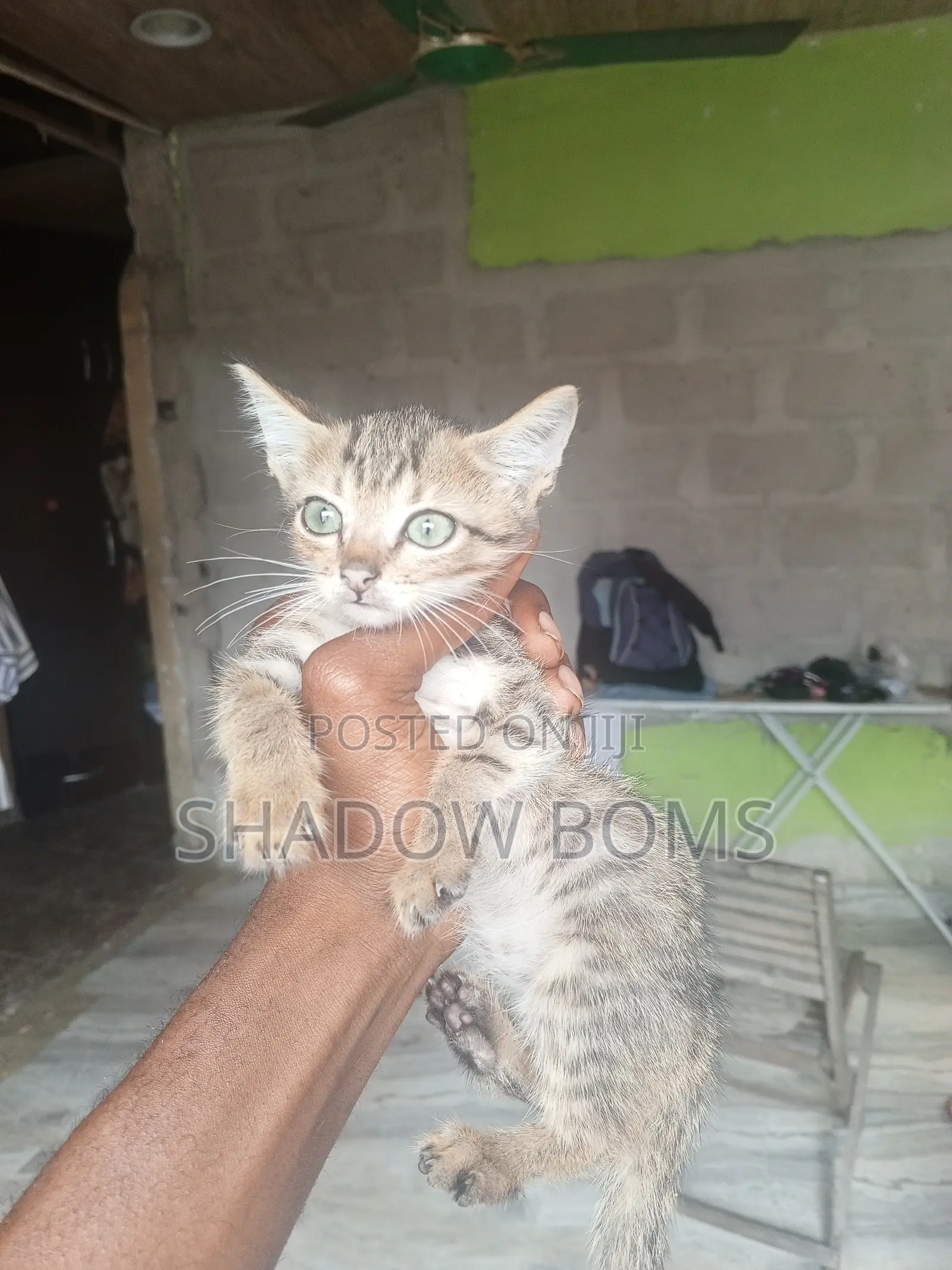 1-3 months Male Purebred American Shorthair
