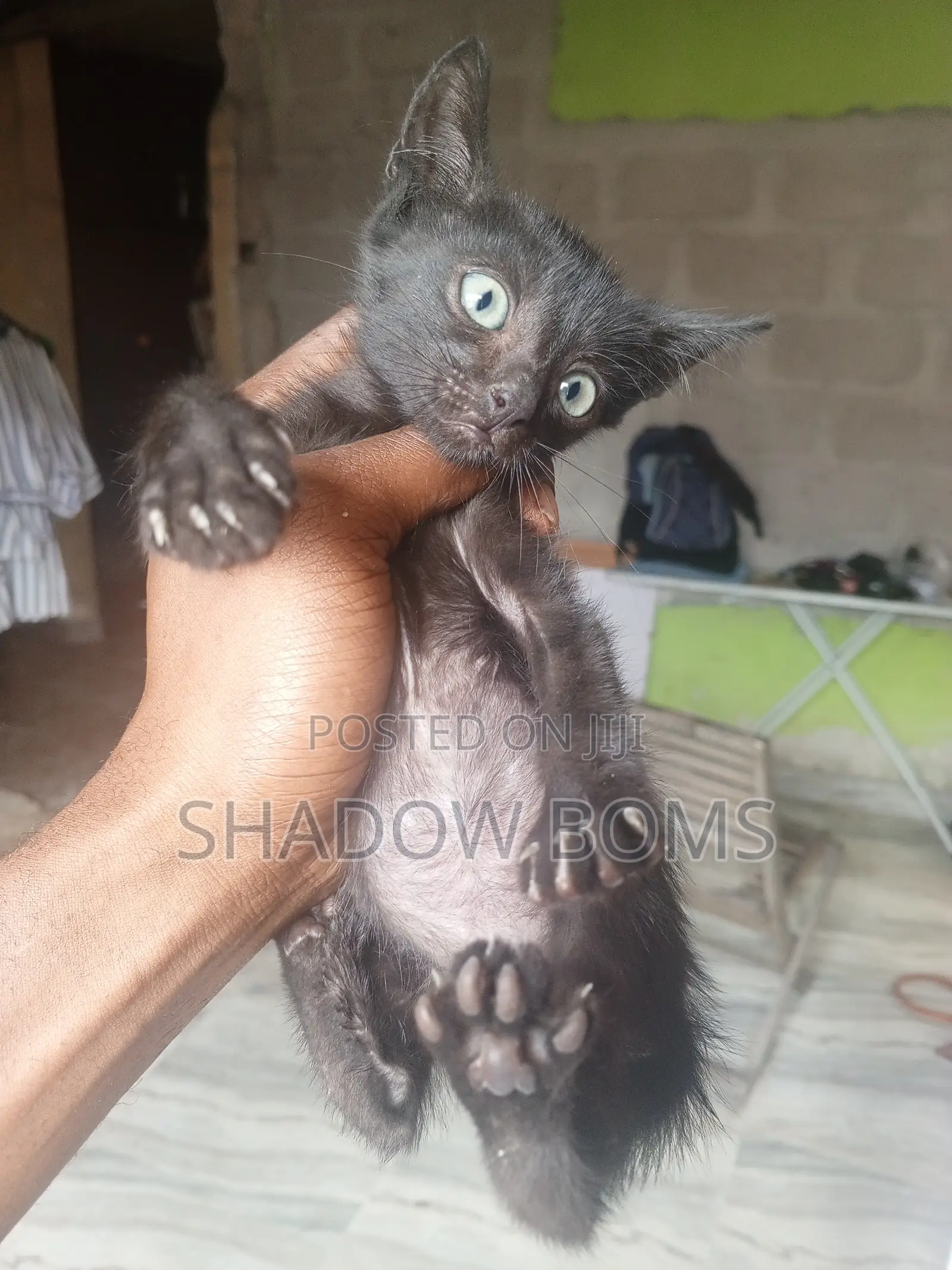 1-3 months Male Purebred American Shorthair