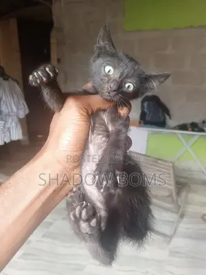 1-3 months Male Purebred American Shorthair