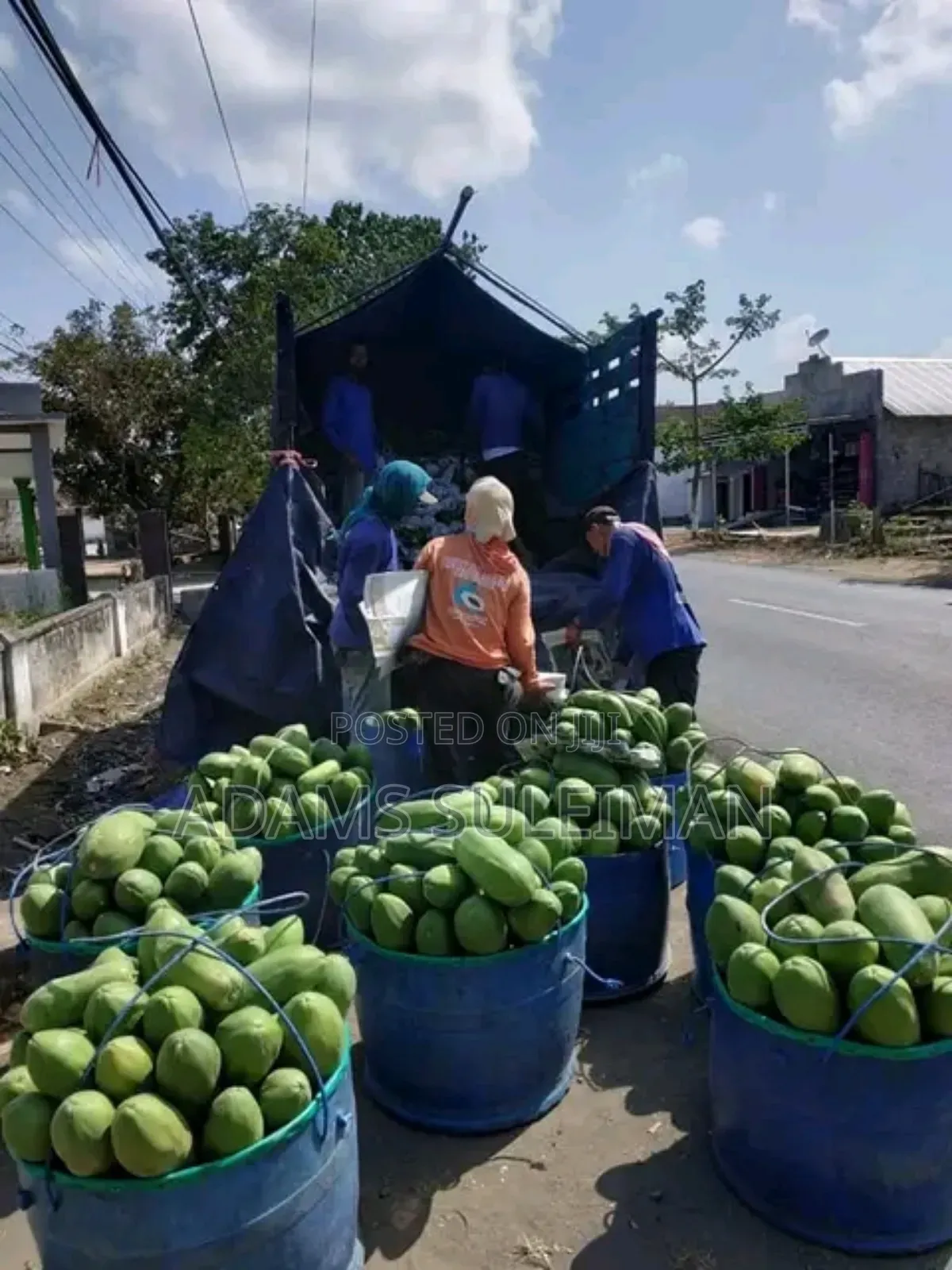 Fruit Plants Nursery