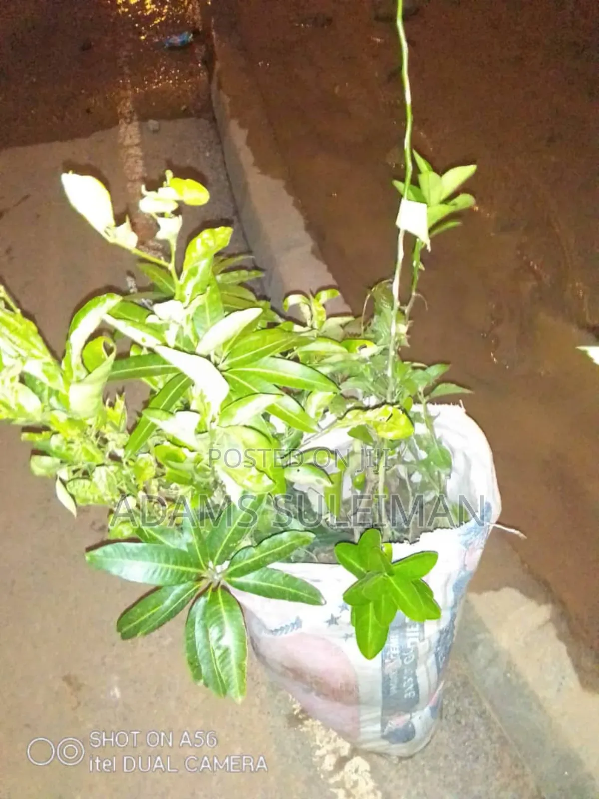 Fruit Plants Nursery