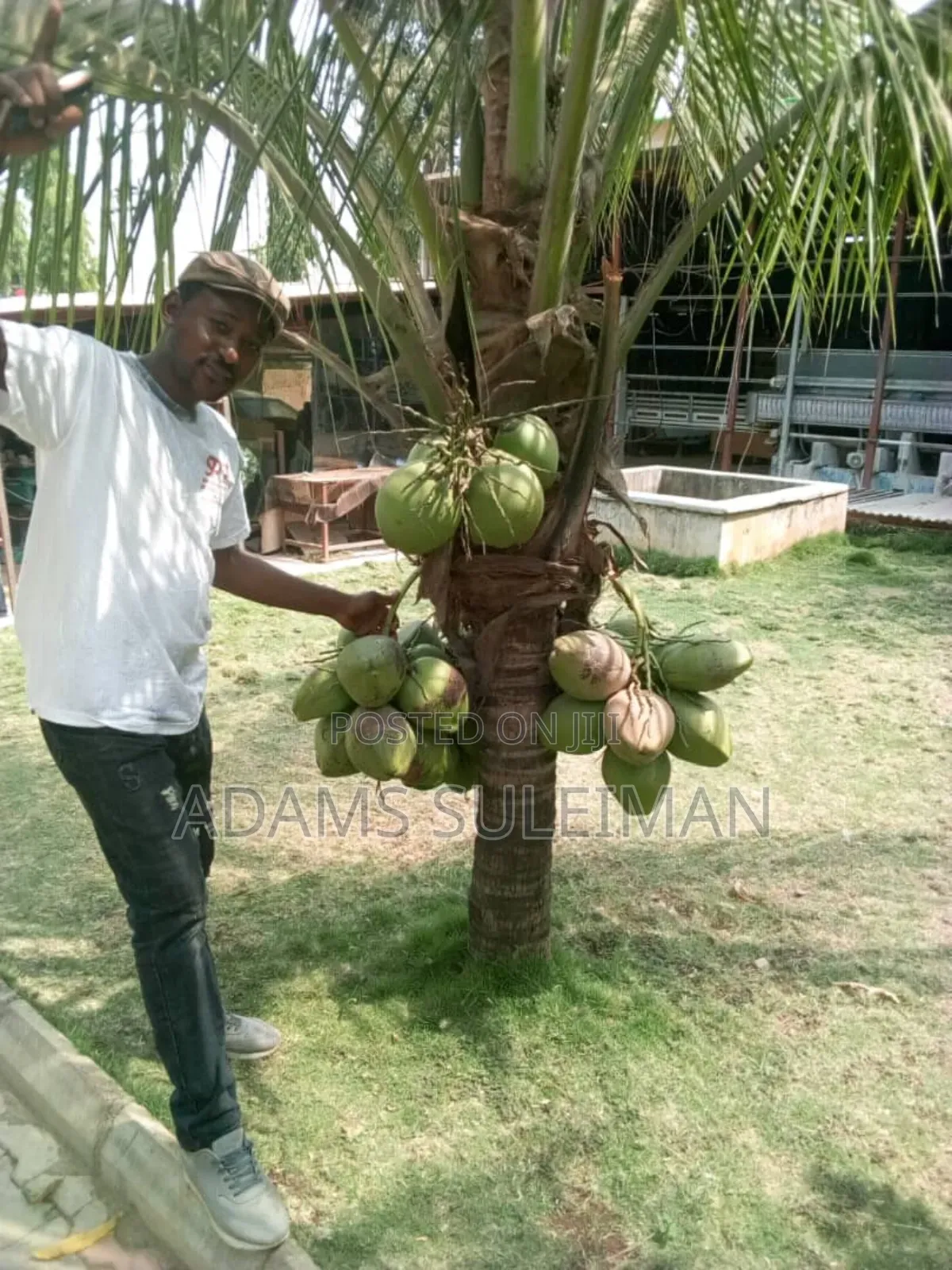 Fruit Plants Nursery
