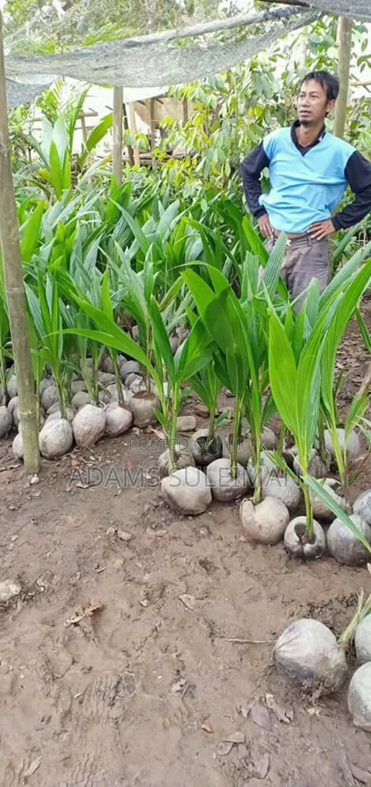 Fruit Plants Nursery