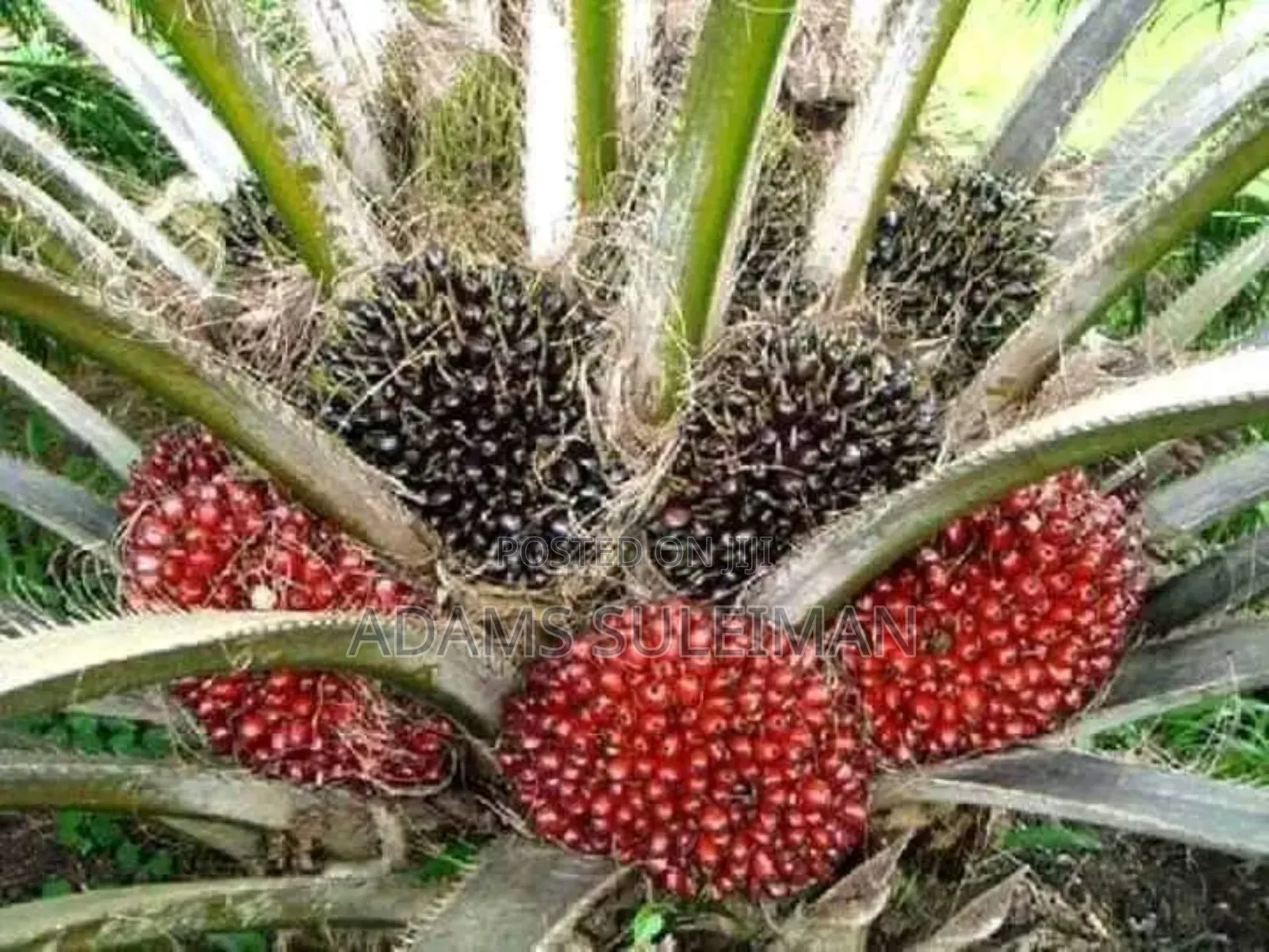 Fruit Plants Nursery
