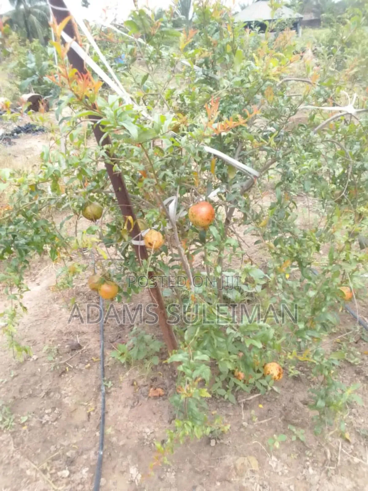Fruit Plants Nursery