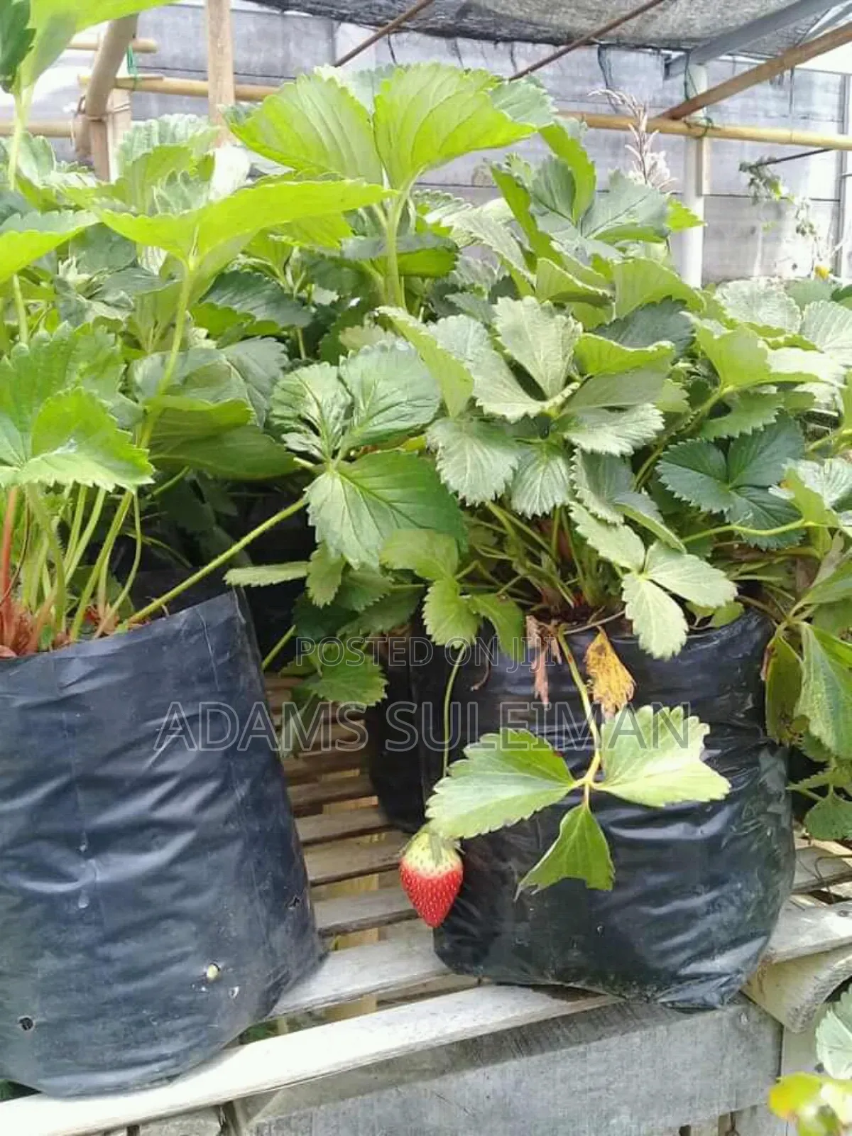Fruit Plants Nursery