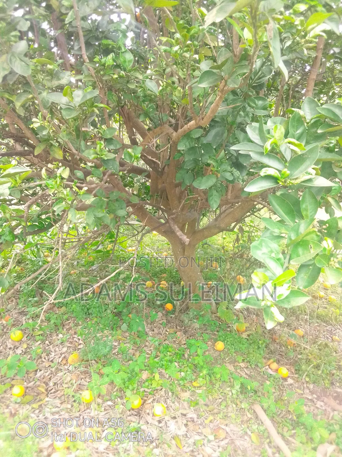 Fruit Plants Nursery