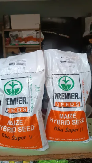 Maize Seeds