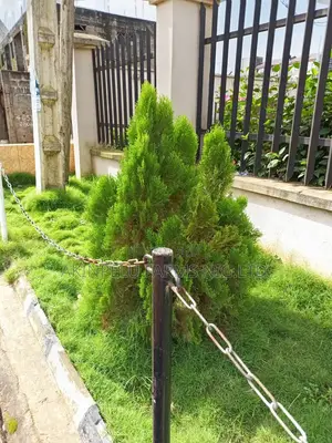 Thuja Commonly Called Christmas Tree