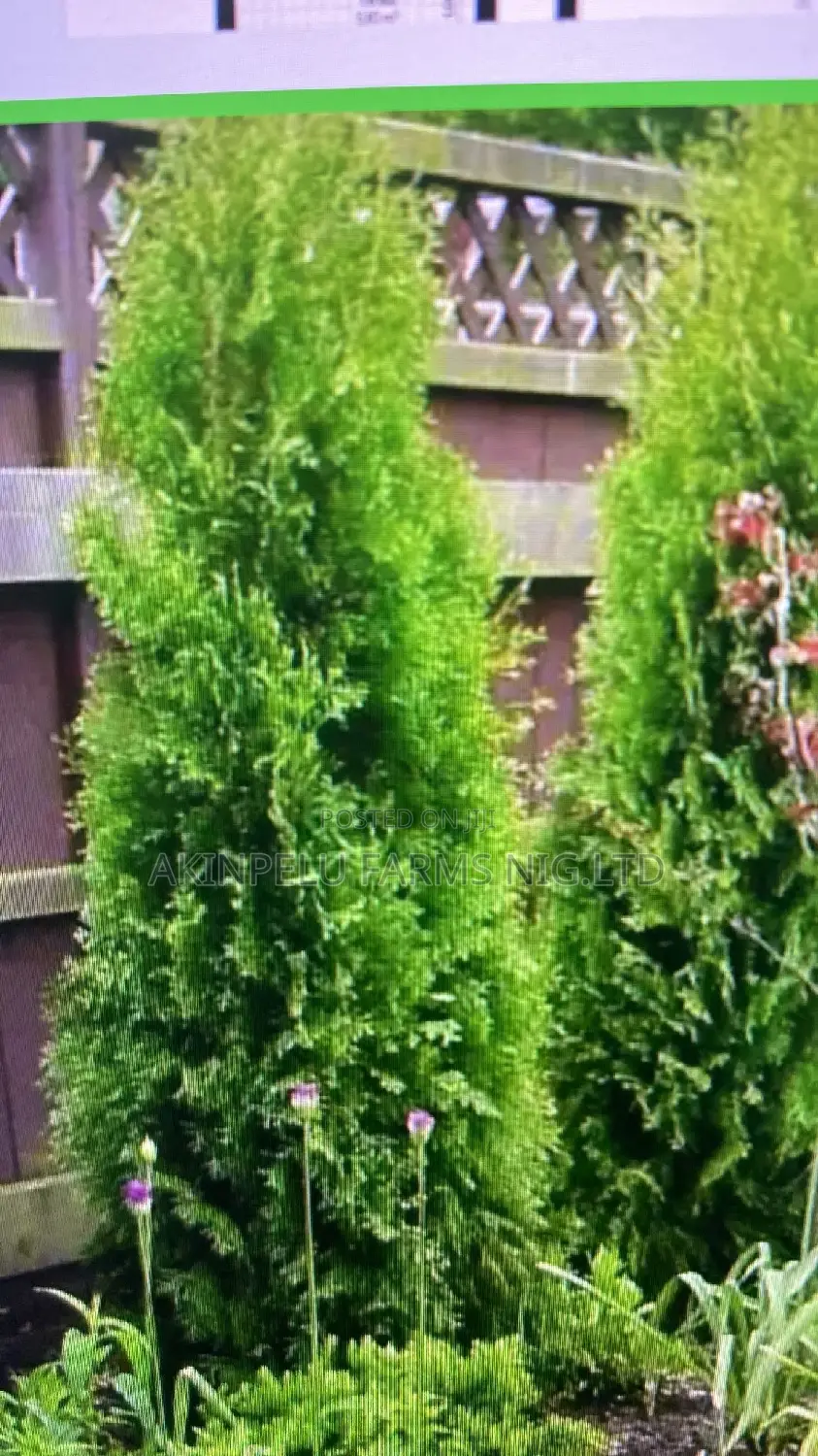 Thuja Commonly Called Christmas Tree