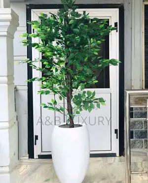 Ficus Plant Is Available