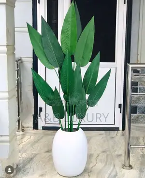Birds of Paradise Plant With Medium Size Egg Pot