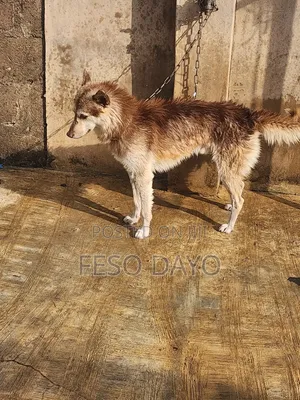 1+ year Male Purebred Siberian Husky