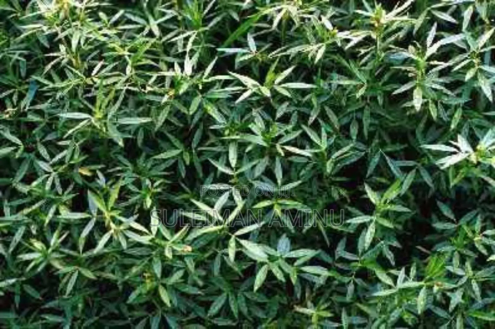 Stylo Grass Seed