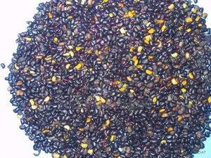 Stylo Grass Seed