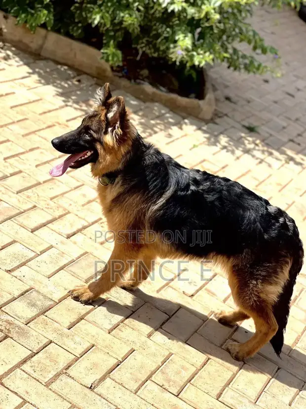 shepherd female original german shepherd double coat Double Coat Gsd Months Long Haired Month Old German Shepherd 6-12 Month  Female Purebred