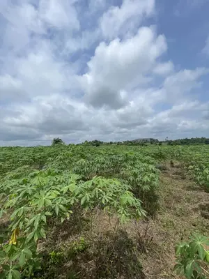 15 Acres of Farmland at Odo Ogun Iseyin
