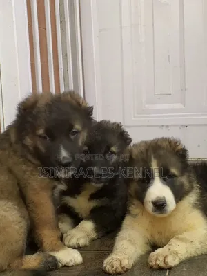 0-1 month Male Purebred Caucasian Shepherd