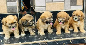 1-3 months Female Purebred Lhasa Apso