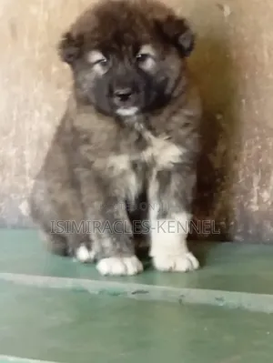 1-3 months Female Purebred Caucasian Shepherd